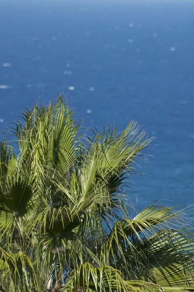 Palm tree against sea — Stock Photo, Image