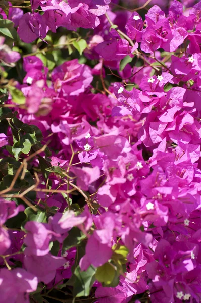 Bougainvillea flowers background — Stock Photo, Image