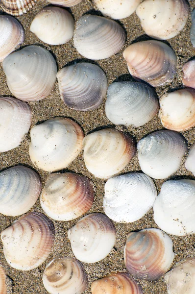 Shell background — Stock Photo, Image