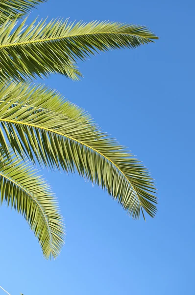 stock image Palm leaves in front of blue sky