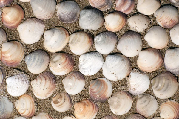 Colorful shells in sand — Stock Photo, Image