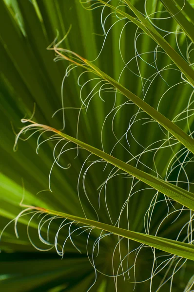 Abstraktes Bild von grünen Palmblättern Hintergrund — Stockfoto