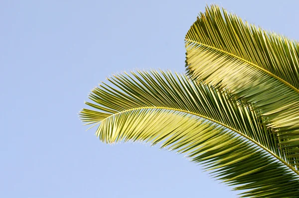Palm leaves against blue sky — Stock Photo, Image