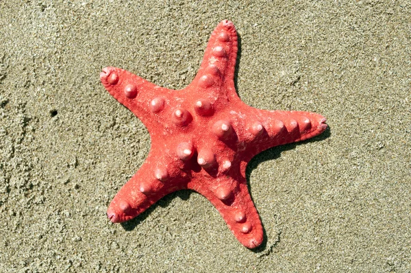 Red sea star kabuk kum üzerinde — Stok fotoğraf