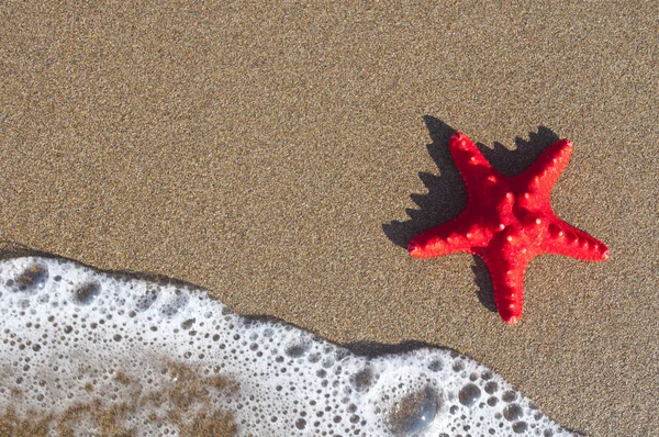 Red starfish on sandy beach — Stock Photo, Image