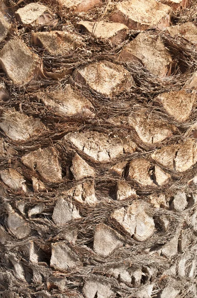 ヤシの木の質感 — ストック写真