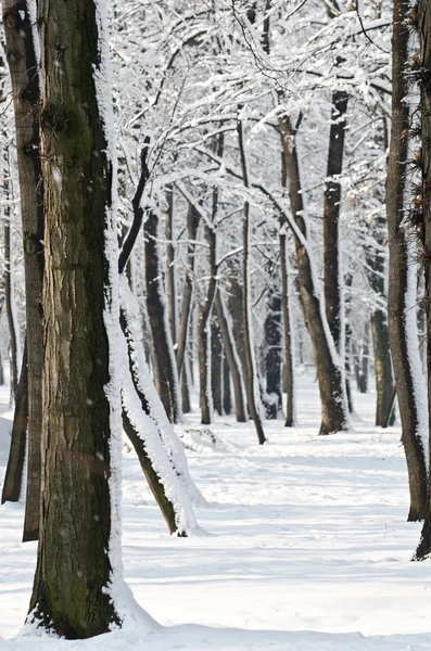 Śnieżny zimowy las — Zdjęcie stockowe