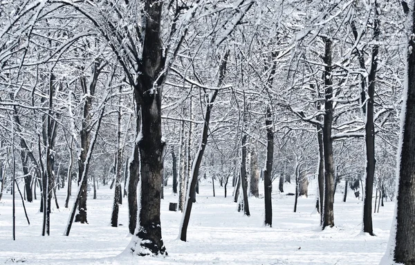 Forêt d'hiver — Photo