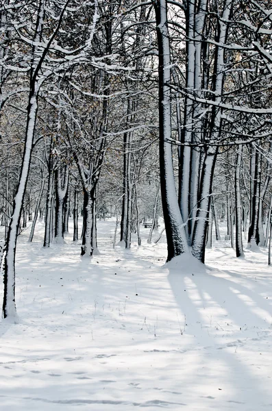 Winter time in forest — Stock Photo, Image