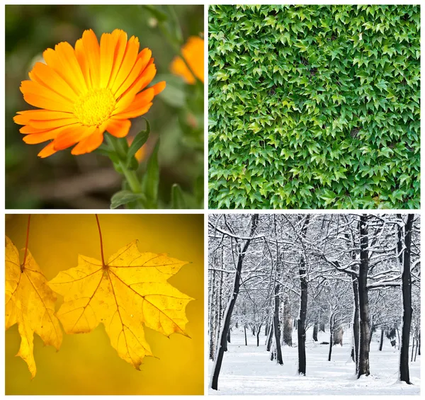 Konzeptionelle Collage zu vier Jahreszeiten — Stockfoto