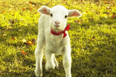 Curious lamb portrait clipart