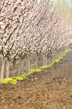 satır bir bahar orchard blooming şeftali ağaçları