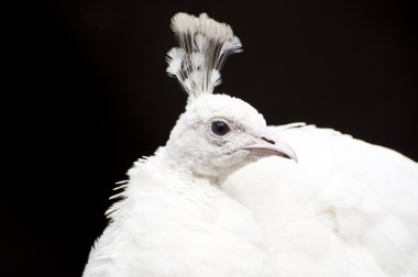 Beautiful white peacock clipart