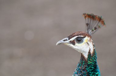 güzel tavuskuşu portre