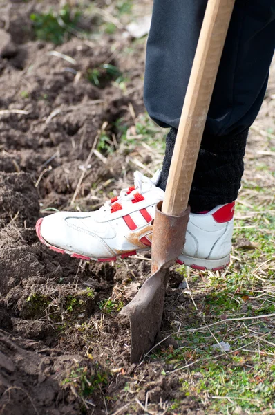 Gardener digging with garden spade — Stock Photo, Image