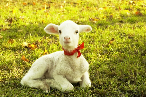 Beautiful small lamb