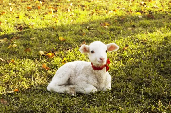 Small lamb resting on grass — Stock Photo, Image