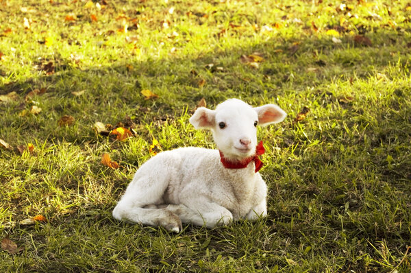 Small lamb resting on grass