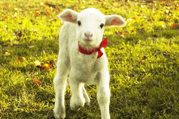 Curious lamb portrait — Stock Photo, Image