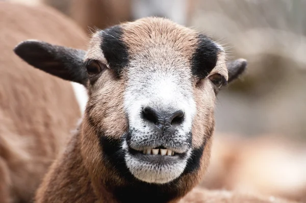 Retrato de cabra risonha — Fotografia de Stock