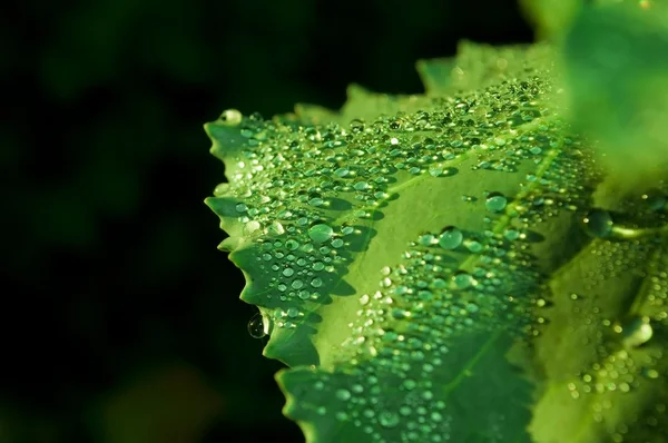 Макро из зеленого листа с капельками воды — стоковое фото