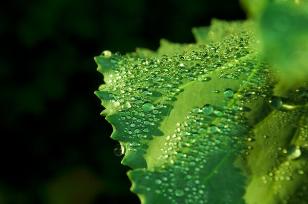 Макро из зеленого листа с капельками воды
