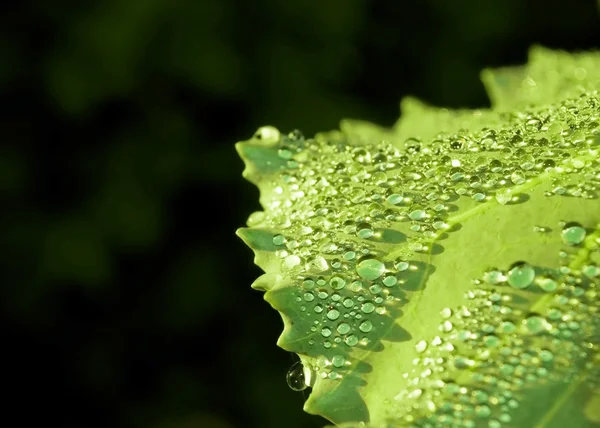 Zoet water druppels op groen blad — Stockfoto