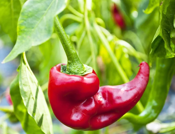 Paprika or pepper macro shot in garden — Stock Photo, Image
