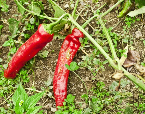 Pimientos rojos en el jardín —  Fotos de Stock