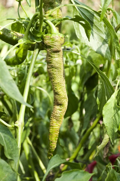 Zelené papriky rostoucí na zahradě — Stock fotografie