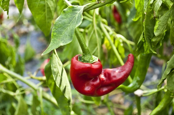 Red pepper in garden — Stock Photo, Image