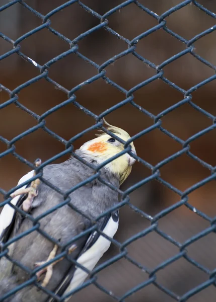 Kleiner gelber Papagei im Käfig — Stockfoto
