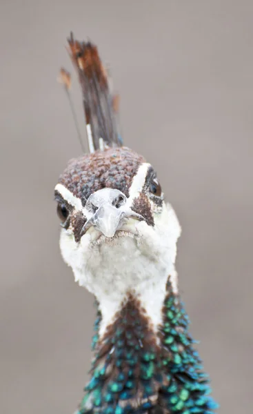 Drôle de portrait de paon — Photo