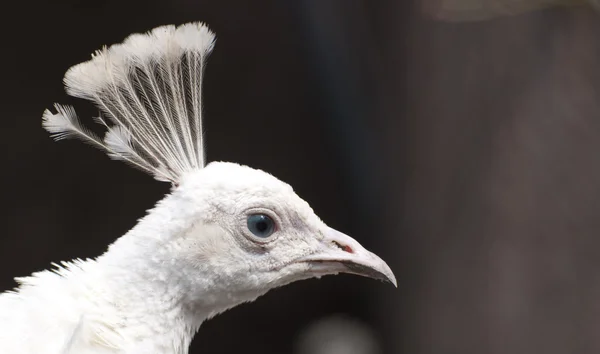 Beyaz tavus kuşu yaklaş — Stok fotoğraf