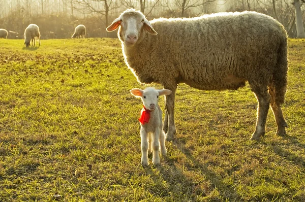 Овчини та баранини — стокове фото
