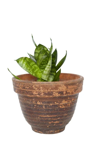 Zöld növényi, elszigetelt fehér pot — Stock Fotó