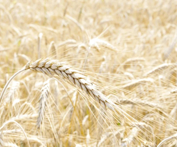 Пшеничне поле крупним планом — стокове фото