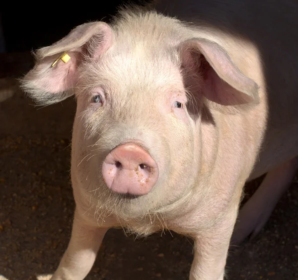 Portret świnia — Zdjęcie stockowe