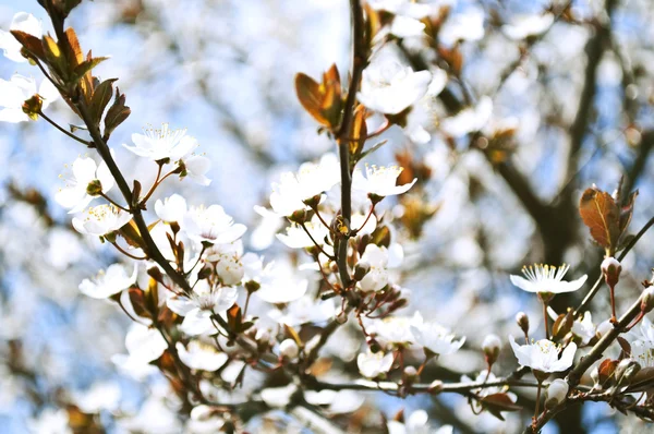 Fondo primavera con fiori di prugna — Foto Stock
