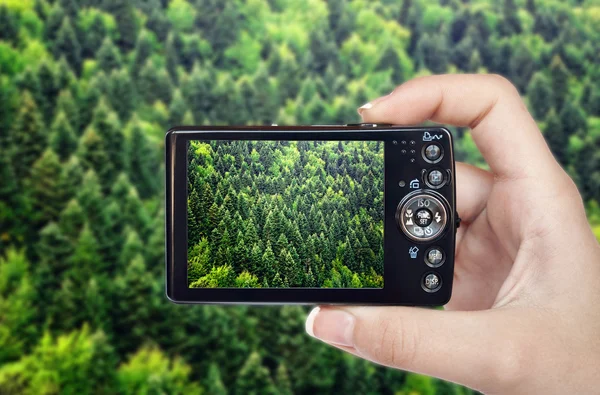 Tourist hand holding camera and taking photograph of green fores — Stock Photo, Image