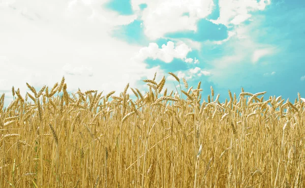 Золоте пшеничне поле з блакитним небом на фоні — стокове фото