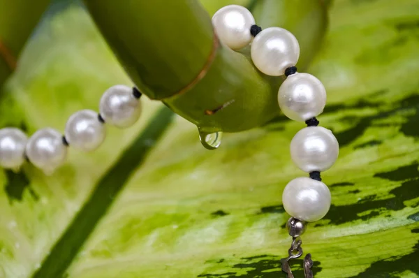 Perlas sobre bambú — Foto de Stock