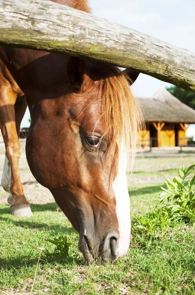 Pastoreo de caballos en la granja — Foto de Stock