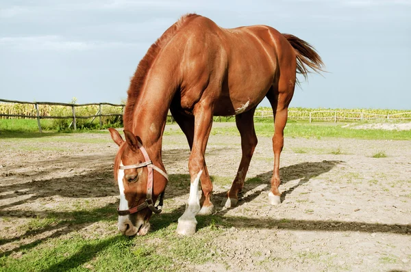 Hermoso caballo pastando —  Fotos de Stock