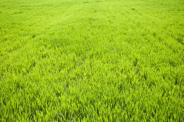 Feld aus grünem Weizengras — Stockfoto