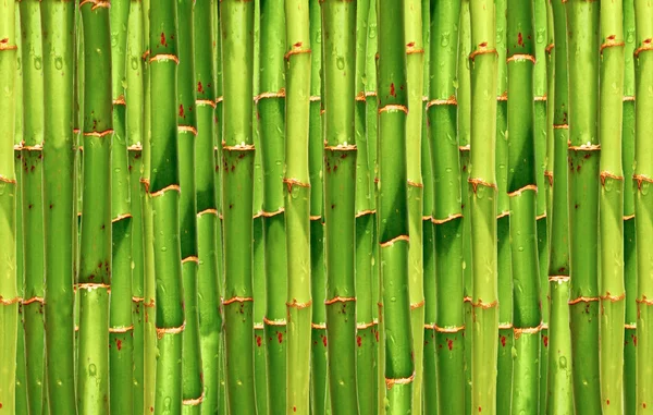 stock image Bamboo background