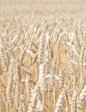 Fields of wheat at the end of summer fully ripe clipart