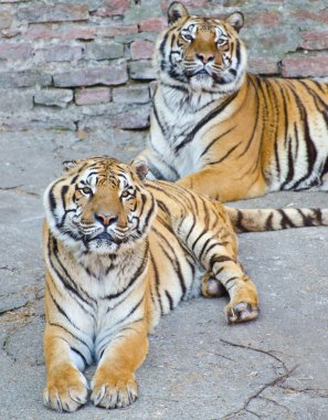 Two beautiful Bengal tigers resting clipart