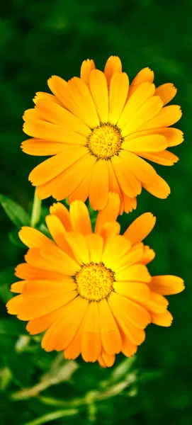 Dwa piękne żółte kwiaty — Zdjęcie stockowe