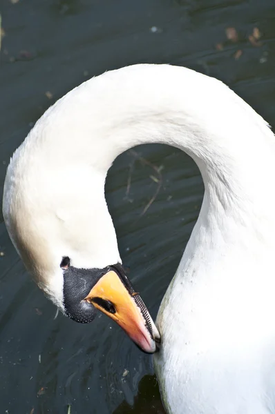 Vacker vit svan — Stockfoto